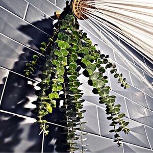 🌼 Limited Spring Sale on Eucalyptus Shower Bundle! 🌿